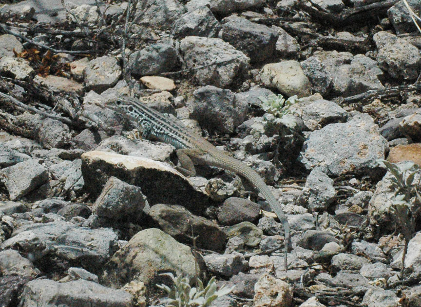 Common Spotted Whiptail