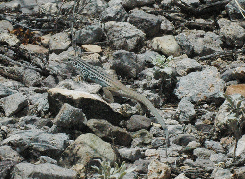 Common Spotted Whiptail
