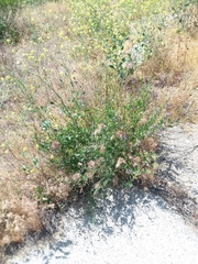 Solanum umbelliferum