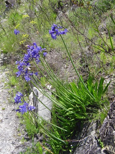 Agapanthus africanus