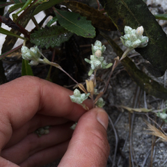 Stylocline gnaphaloides