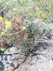 Solanum umbelliferum