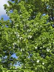 Davidia involucrata