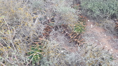 Aloe distans