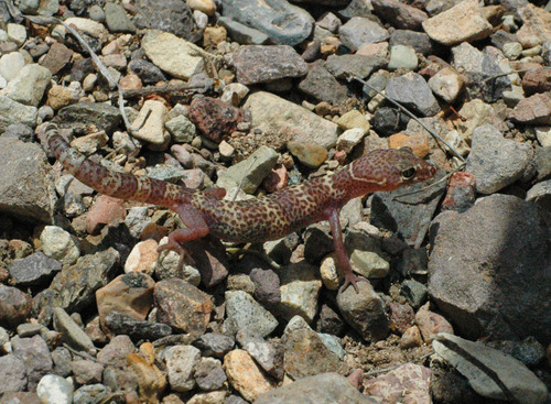 Coleonyx brevis
