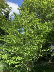 Davidia involucrata