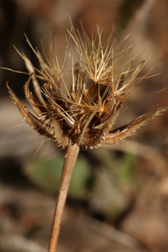 Hedypnois cretica, 2024-05-07