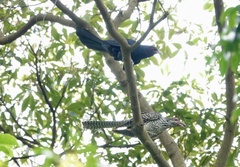 Asian Koel photo 6