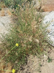 Solanum umbelliferum