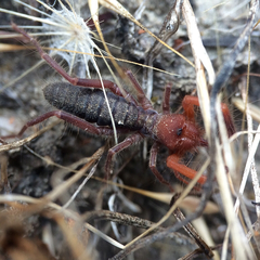 Eremobatidae