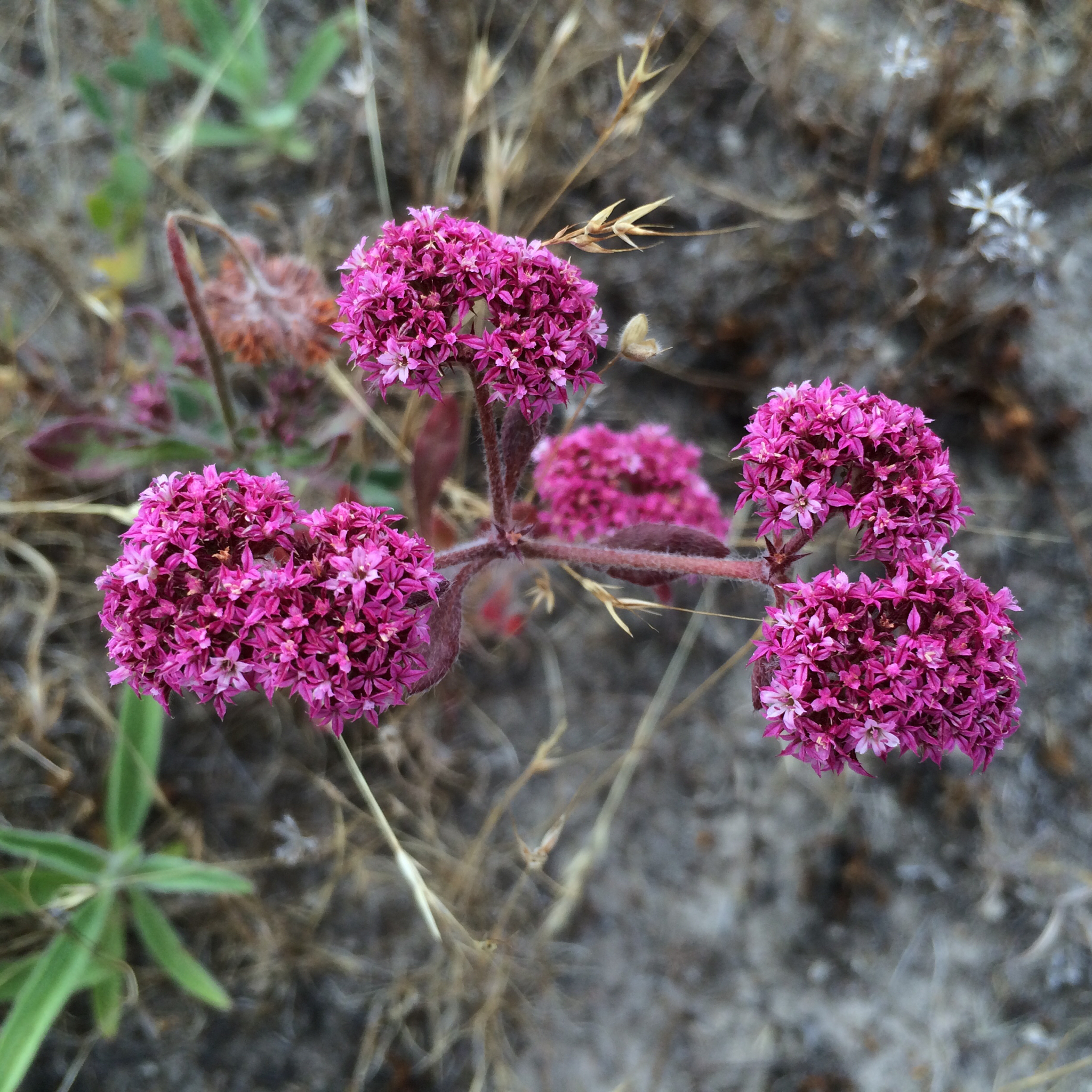 Chorizanthe robusta