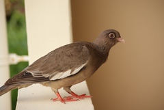 Patagioenas corensis