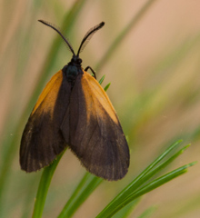 Pyromorpha dimidiata