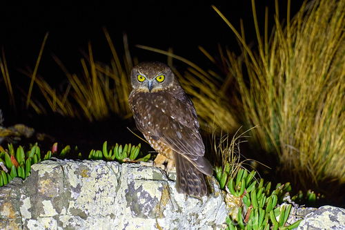 Tasmanian Boobook (Ninox leucopsis), photo 3