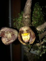 Peristeria pendula