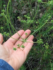 Eriogonum fasciculatum fasciculatum