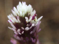 Castilleja densiflora