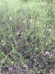 Eriogonum fasciculatum fasciculatum
