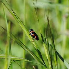 Cercopis intermedia
