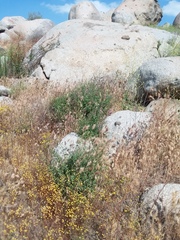 Solanum umbelliferum