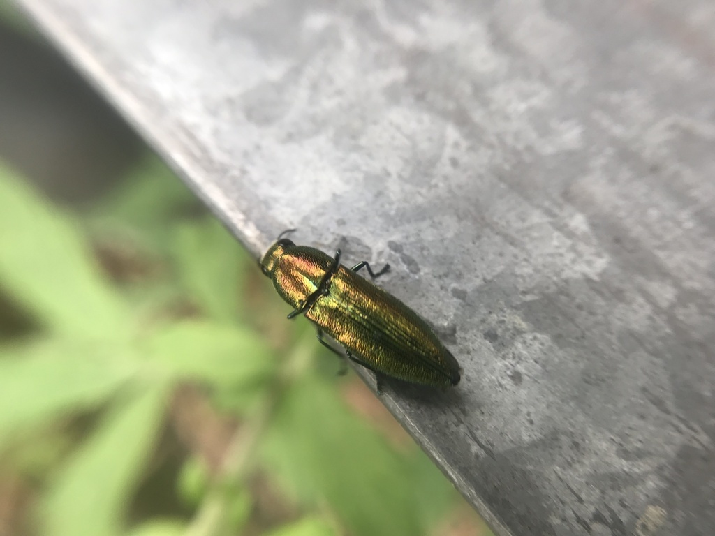 Polyctesis foveicollis