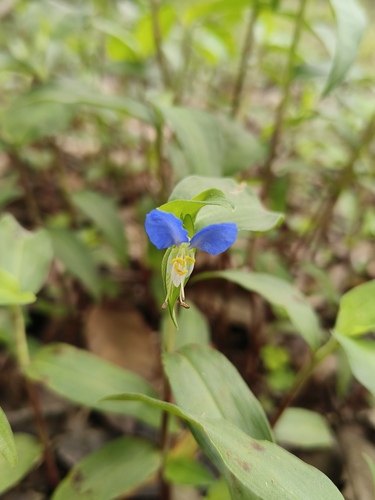 Asiatic dayflower