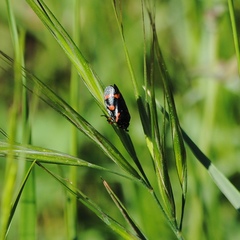 Cercopis intermedia