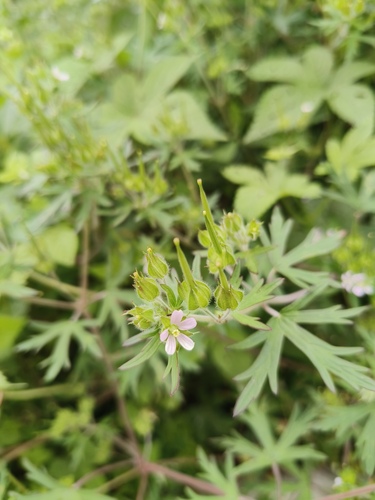 Carolina crane's-bill