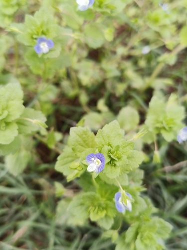 bird's-eye speedwell