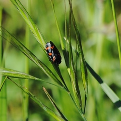 Cercopis intermedia