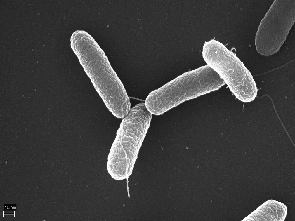 Salmonella