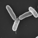 Salmonella - Photo (c) Photo: Volker Brinkmann, Max Planck Institute for Infection Biology, Berlin, Germany, vissa rättigheter förbehållna (CC BY)