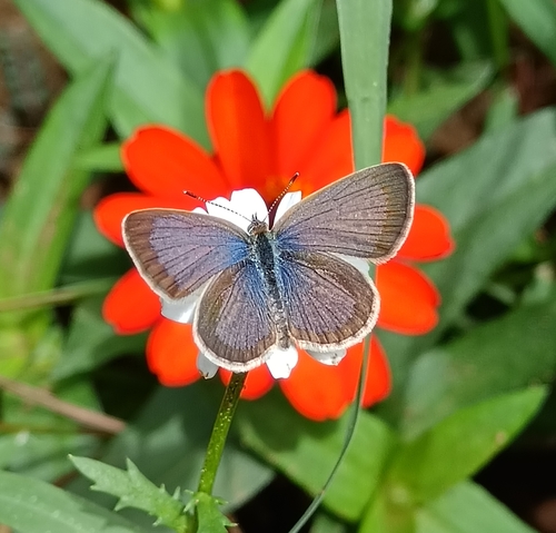 African Grass Blue