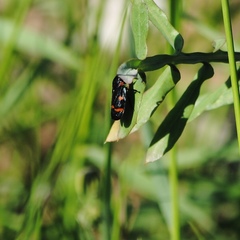 Cercopis intermedia