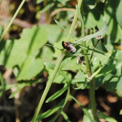 Cercopis intermedia