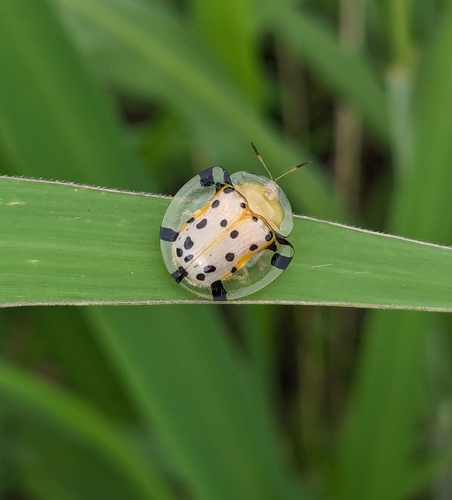Sweetpotato Leaf Beetle photo 5