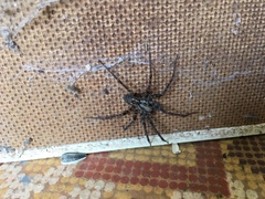 Amaurobius fenestralis