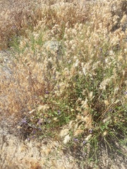 Solanum umbelliferum