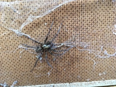 Amaurobius fenestralis