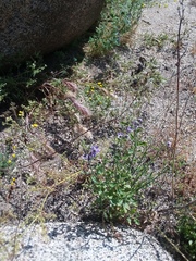 Solanum umbelliferum