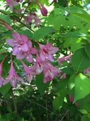 Weigela