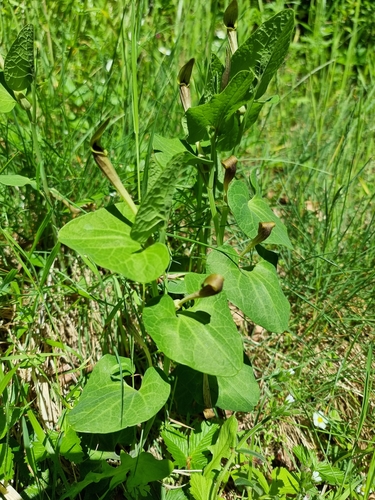 Image of Aristolochia lutea by (c) Simone Luccini, some rights reserved (CC BY)