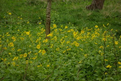 Doronicum