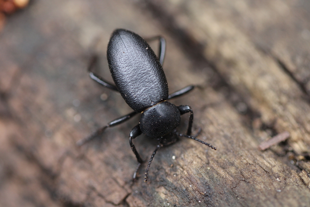 Eleodes orophila