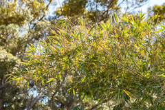 Bambusa oldhamii