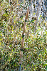 Bambusa oldhamii
