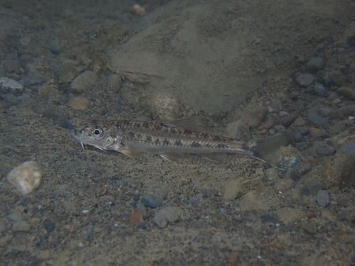 Koller's gudgeon (Gobiobotia kolleri) — Cyprinidae — 5