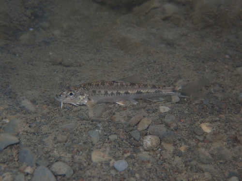 Koller's gudgeon (Gobiobotia kolleri) — Cyprinidae — 3