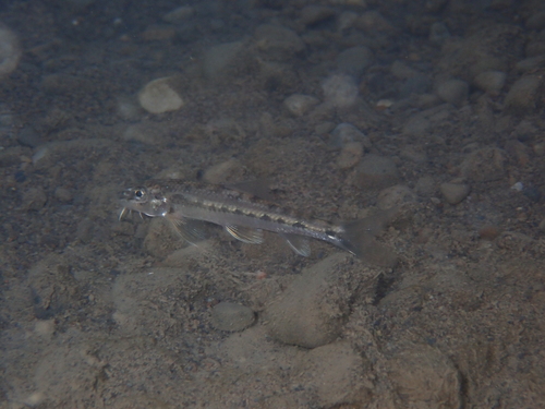 Koller's gudgeon (Gobiobotia kolleri) — Cyprinidae