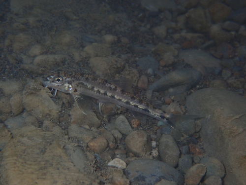 Koller's gudgeon (Gobiobotia kolleri) — Cyprinidae — 4